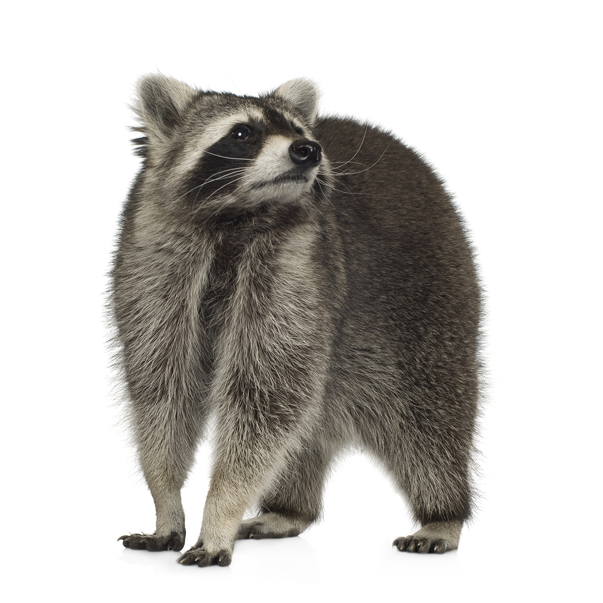 raccoon (9 months) - Procyon lotor in front of a white background